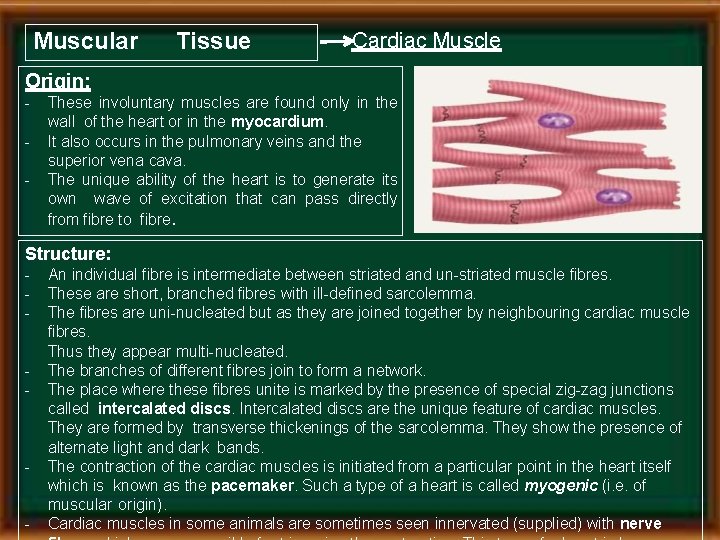 Muscular Tissue Cardiac Muscle Origin: - These involuntary muscles are found only in the