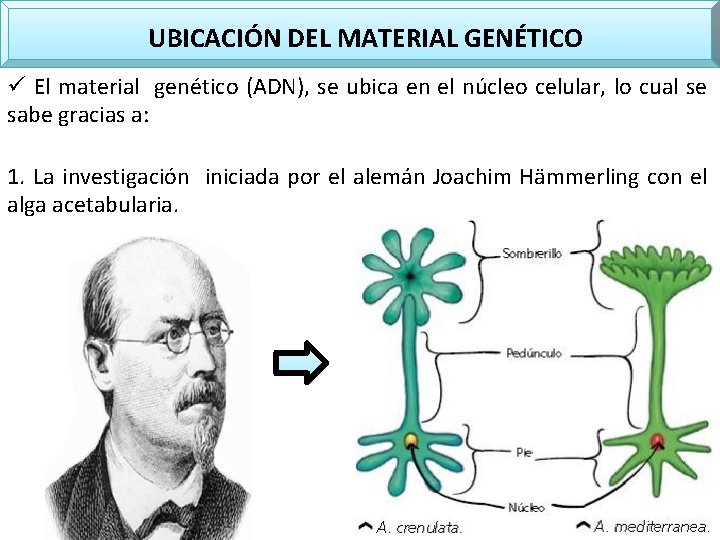UBICACIÓN DEL MATERIAL GENÉTICO ü El material genético (ADN), se ubica en el núcleo