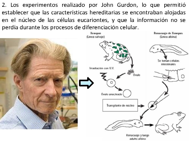 2. Los experimentos realizado por John Gurdon, lo que permitió establecer que las características