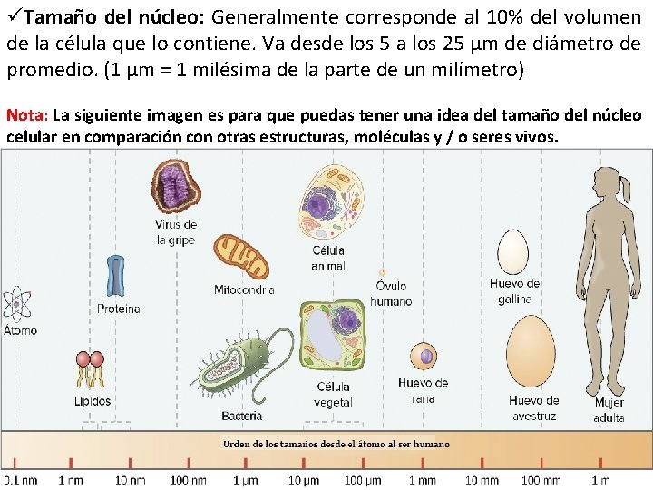 üTamaño del núcleo: Generalmente corresponde al 10% del volumen de la célula que lo