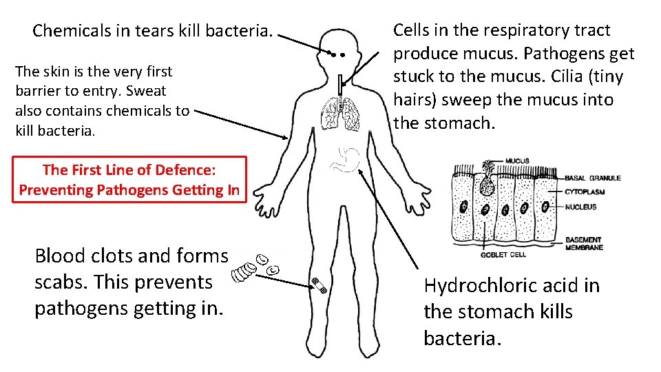 Chemicals in tears kill bacteria. The skin is the very first barrier to entry.