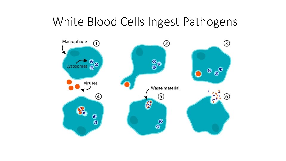 White Blood Cells Ingest Pathogens 