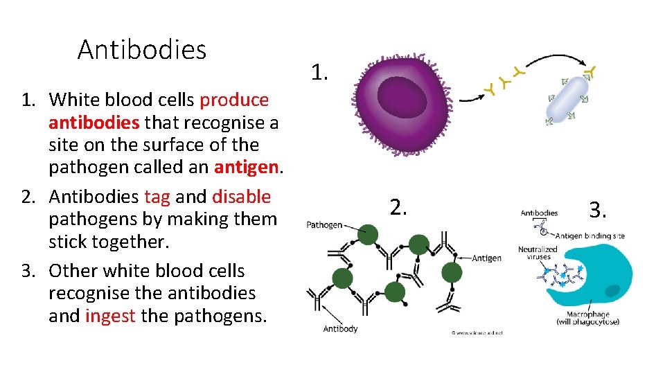 Antibodies 1. White blood cells produce antibodies that recognise a site on the surface
