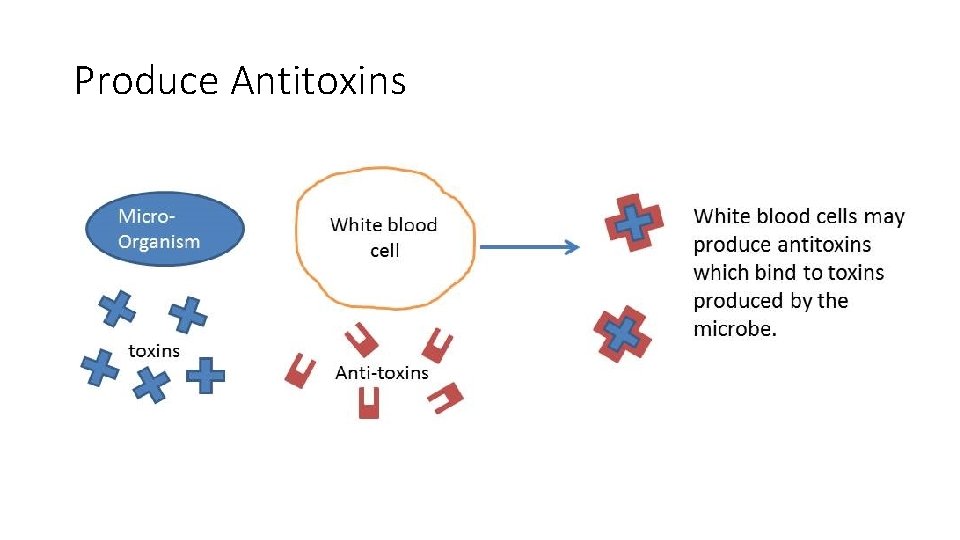 Produce Antitoxins 