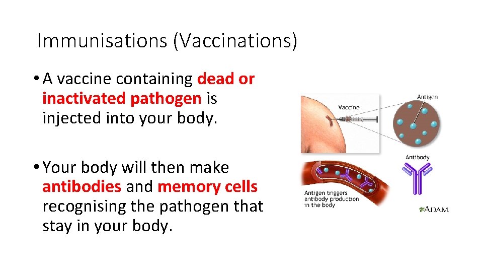 Immunisations (Vaccinations) • A vaccine containing dead or inactivated pathogen is injected into your