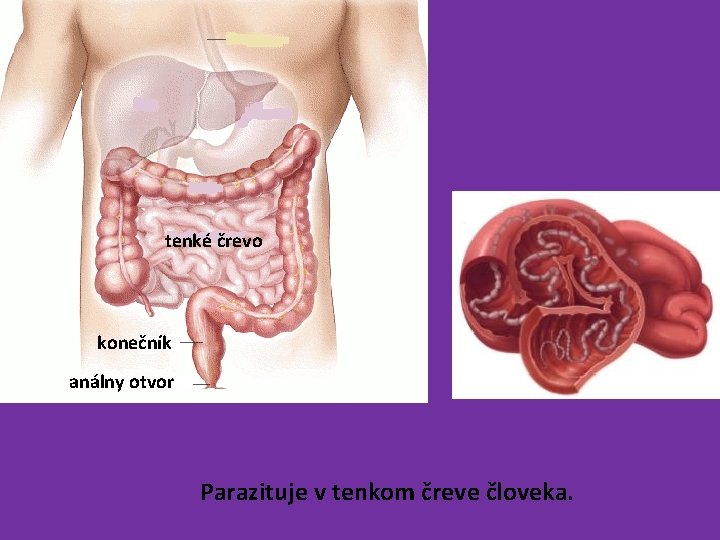 tenké črevo konečník análny otvor Parazituje v tenkom čreve človeka. 