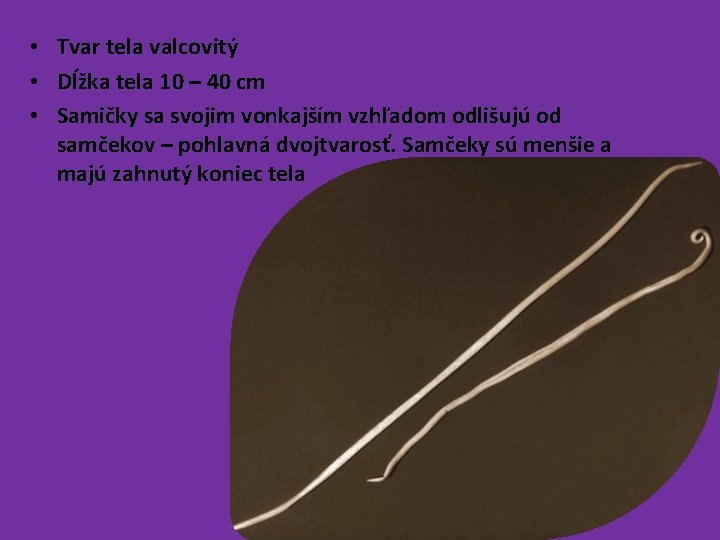  • Tvar tela valcovitý • Dĺžka tela 10 – 40 cm • Samičky