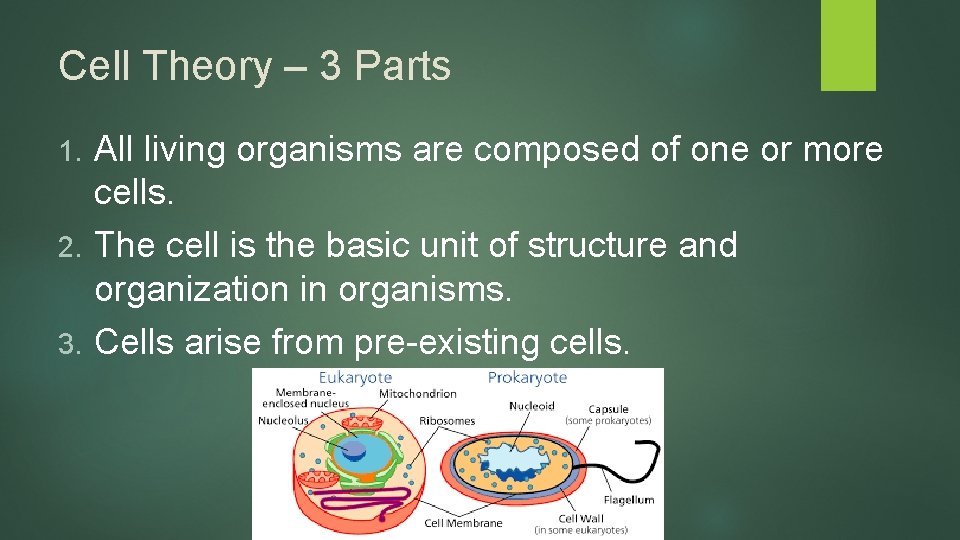 Cell Theory – 3 Parts All living organisms are composed of one or more