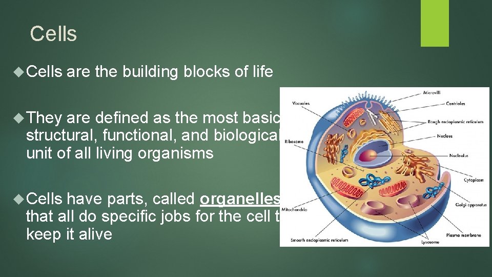 Cells are the building blocks of life They are defined as the most basic