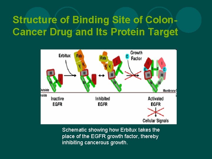 Structure of Binding Site of Colon. Cancer Drug and Its Protein Target Schematic showing