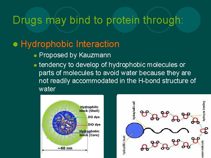 Drugs may bind to protein through: l Hydrophobic Interaction Proposed by Kauzmann l tendency