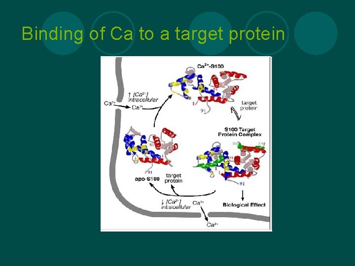 Binding of Ca to a target protein 