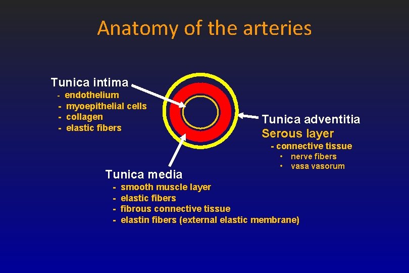 Anatomy of the arteries Tunica intima - endothelium - myoepithelial cells collagen elastic fibers