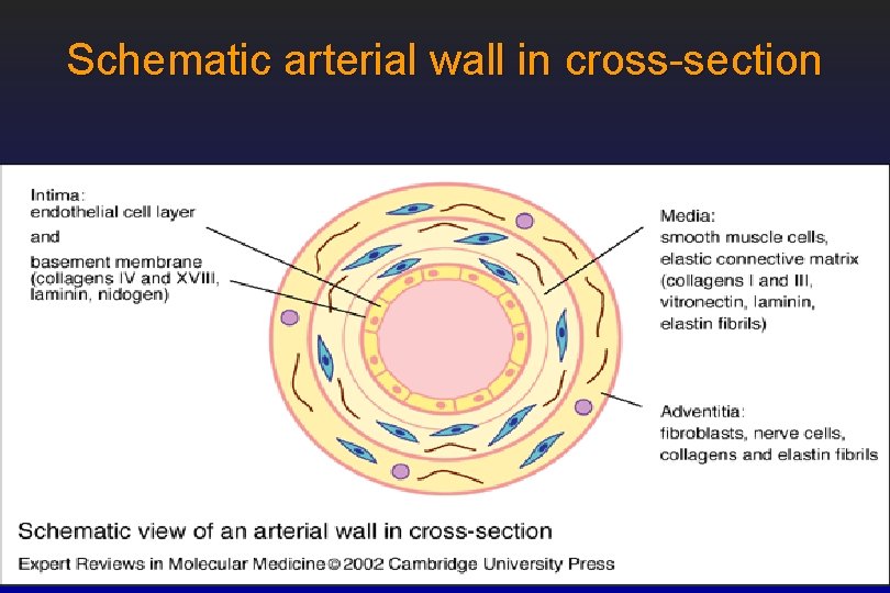 Schematic arterial wall in cross-section 