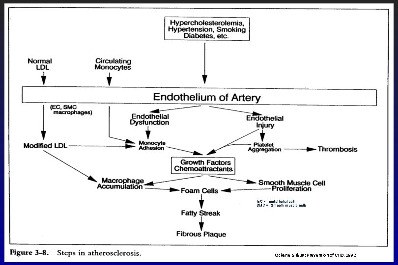 EC = Endothelial cell SMC = Smooth muscle cells Ockene IS & JK: Prevention