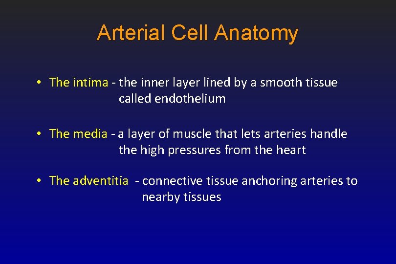 Arterial Cell Anatomy • The intima - the inner layer lined by a smooth