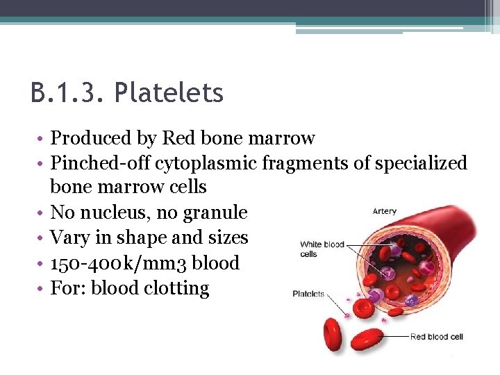 B. 1. 3. Platelets • Produced by Red bone marrow • Pinched-off cytoplasmic fragments