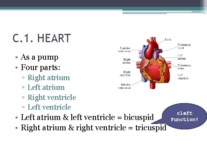 C. 1. HEART • As a pump • Four parts: ▫ ▫ Right atrium