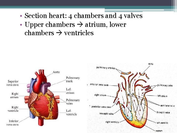  • Section heart: 4 chambers and 4 valves • Upper chambers atrium, lower