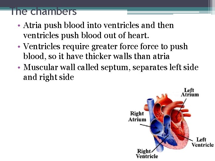 The chambers • Atria push blood into ventricles and then ventricles push blood out