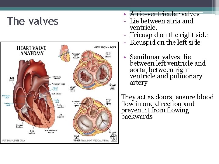 The valves • Atrio-ventricular valves - Lie between atria and ventricle. - Tricuspid on