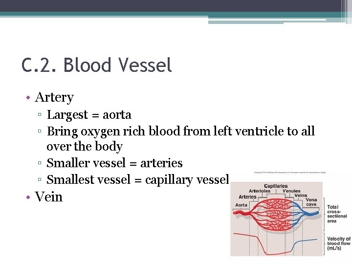 C. 2. Blood Vessel • Artery ▫ Largest = aorta ▫ Bring oxygen rich