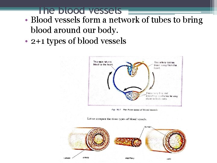 The blood vessels • Blood vessels form a network of tubes to bring blood