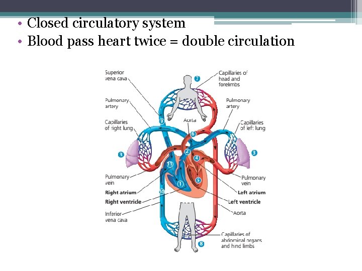  • Closed circulatory system • Blood pass heart twice = double circulation 