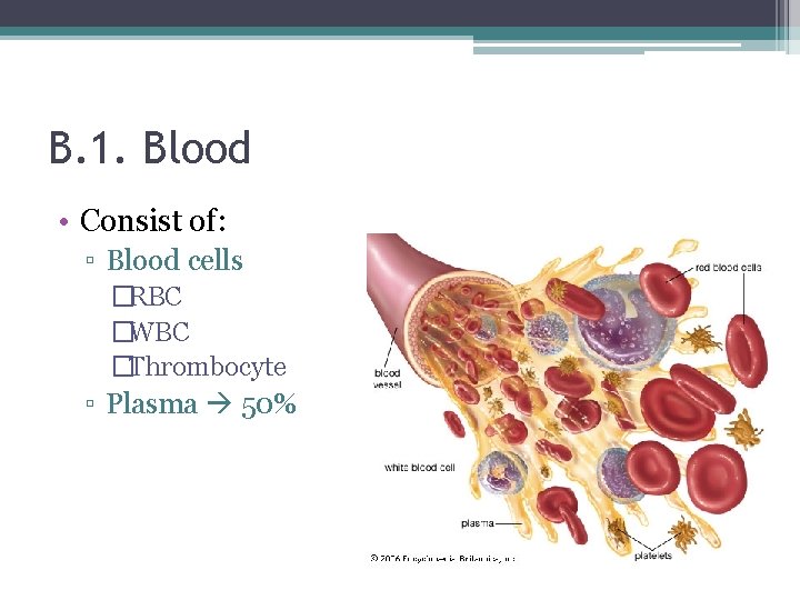 B. 1. Blood • Consist of: ▫ Blood cells �RBC �WBC �Thrombocyte ▫ Plasma