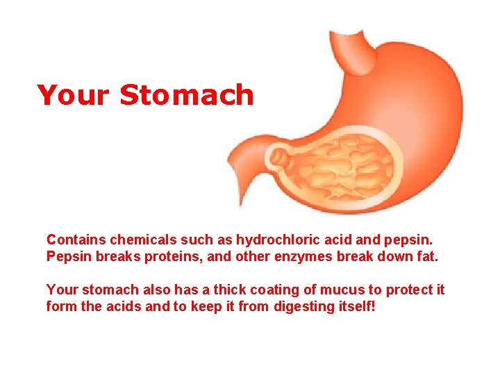 Your Stomach Contains chemicals such as hydrochloric acid and pepsin. Pepsin breaks proteins, and