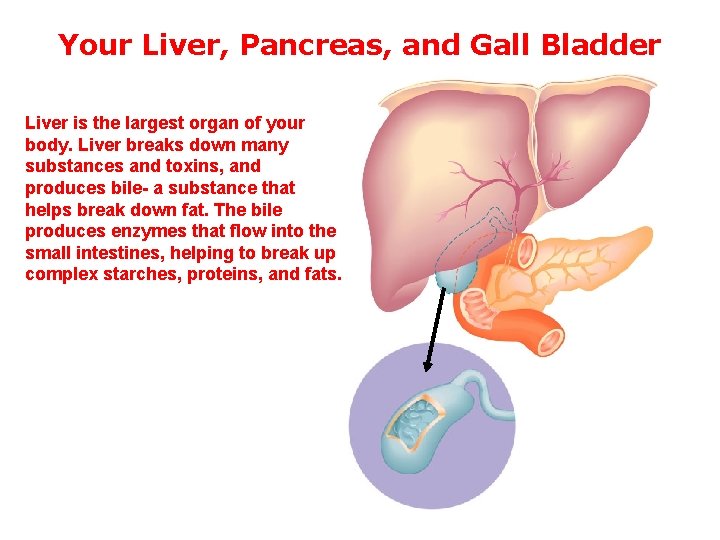 Your Liver, Pancreas, and Gall Bladder Liver is the largest organ of your body.