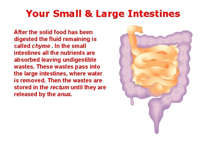 Your Small & Large Intestines After the solid food has been digested the fluid