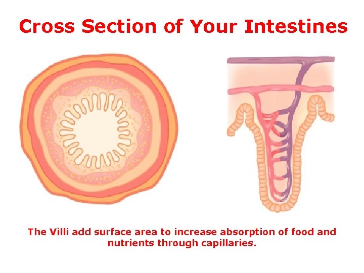 Cross Section of Your Intestines The Villi add surface area to increase absorption of