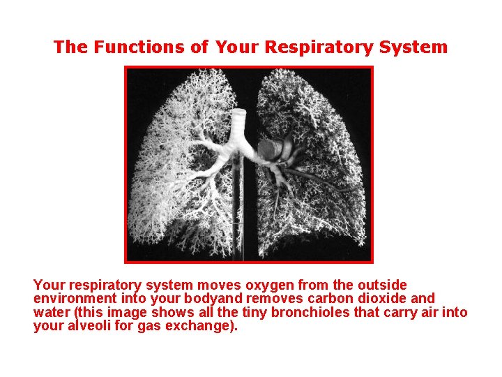 The Functions of Your Respiratory System Your respiratory system moves oxygen from the outside