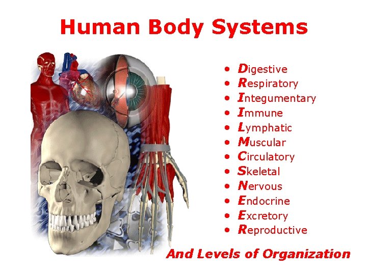 Human Body Systems • • • Digestive Respiratory Integumentary Immune Lymphatic Muscular Circulatory Skeletal