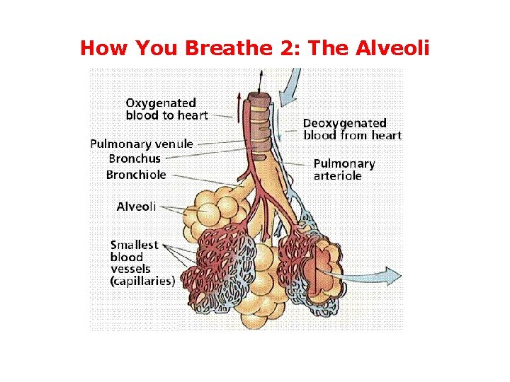 How You Breathe 2: The Alveoli 