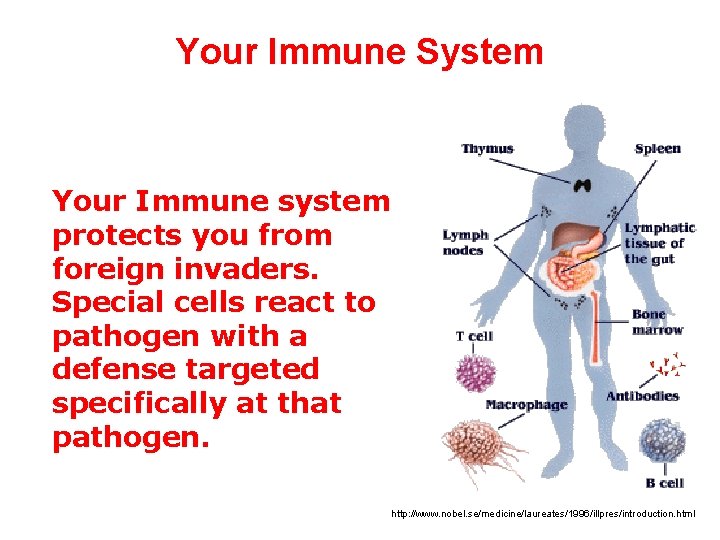 Your Immune System Your Immune system protects you from foreign invaders. Special cells react