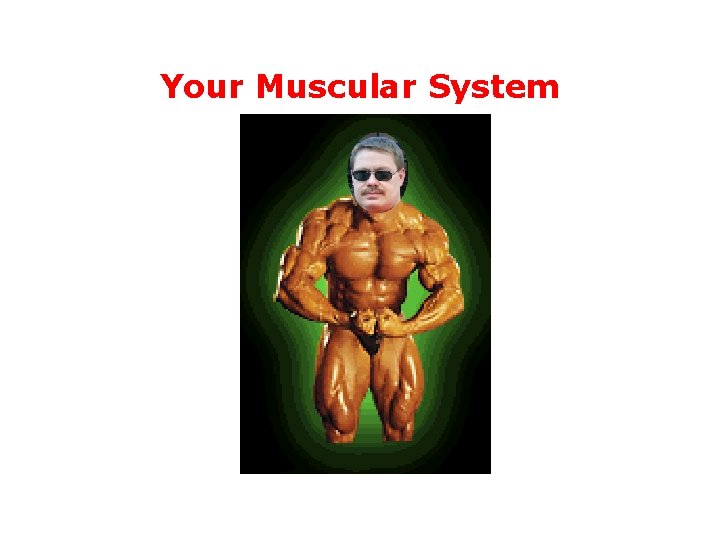 Your Muscular System 