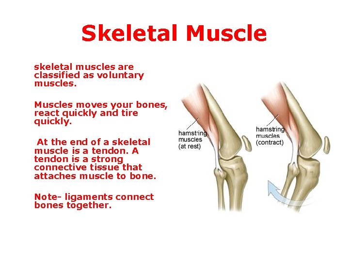 Skeletal Muscle skeletal muscles are classified as voluntary muscles. Muscles moves your bones, react