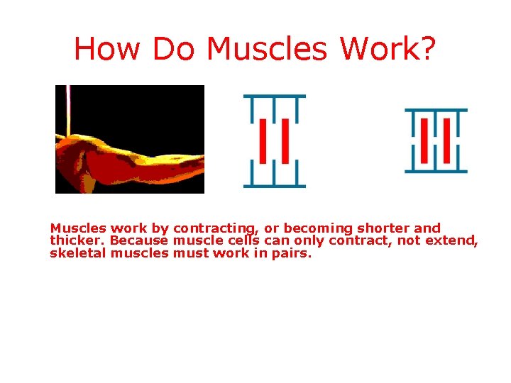 How Do Muscles Work? Muscles work by contracting, or becoming shorter and thicker. Because