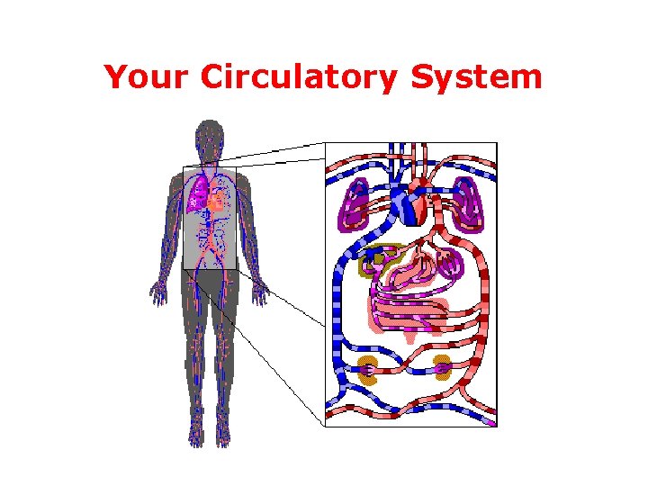 Your Circulatory System 