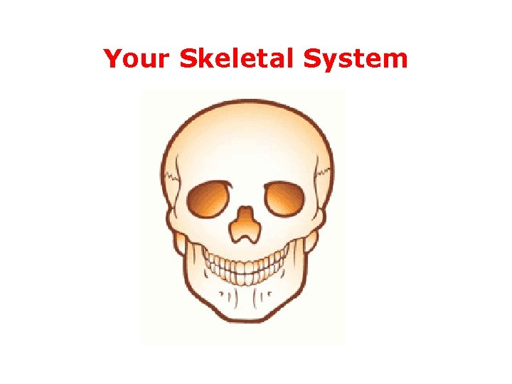 Your Skeletal System 