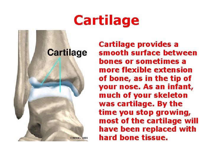 Cartilage provides a smooth surface between bones or sometimes a more flexible extension of