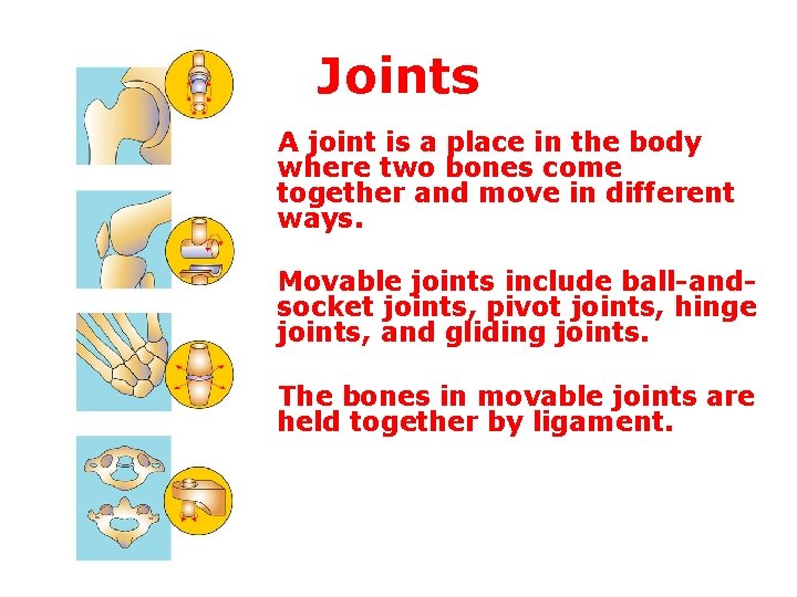 Joints A joint is a place in the body where two bones come together