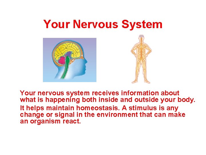 Your Nervous System Your nervous system receives information about what is happening both inside