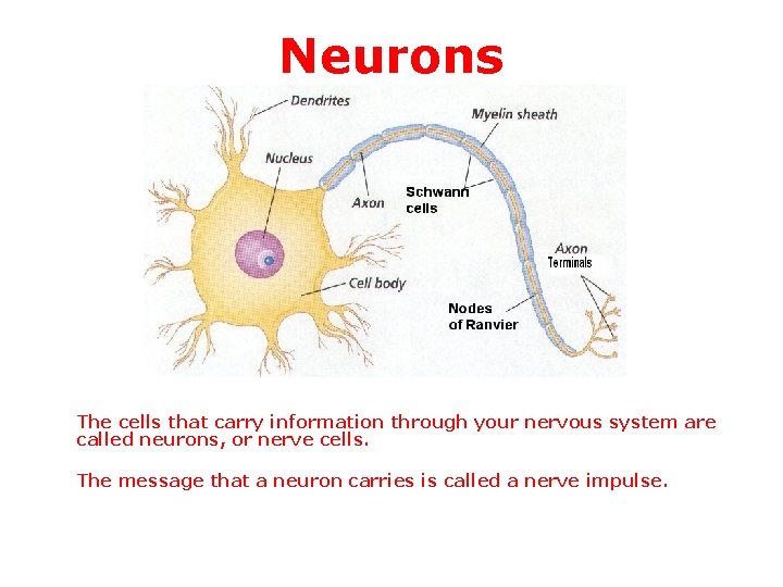 Neurons The cells that carry information through your nervous system are called neurons, or