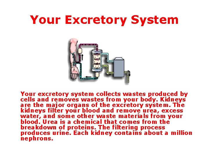 Your Excretory System Your excretory system collects wastes produced by cells and removes wastes