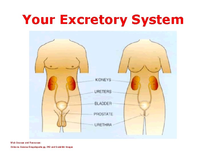 Your Excretory System Web Sources and Resources: Usborne Science Encyclopedia pg. 362 and Quicklink