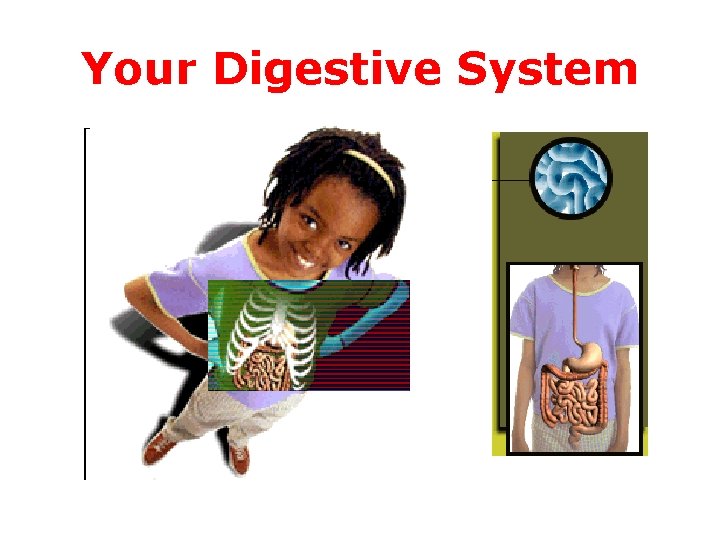 Your Digestive System 
