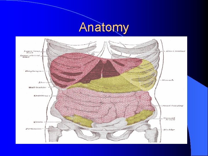 Anatomy Anatomy
